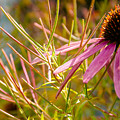 Coneflower and Willowflower Seedpods
